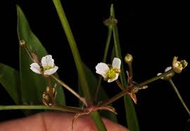 Attēlu rezultāti vaicājumam “Alisma gramineum flower”