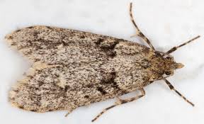 Attēlu rezultāti vaicājumam “Diurnea fagella”