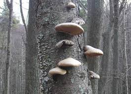 Attēlu rezultāti vaicājumam “Piptoporus betulinus”