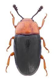 Attēlu rezultāti vaicājumam “Dacne bipustulata”