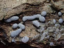 Attēlu rezultāti vaicājumam “Dianema depressum spores”