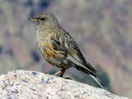 Image result for Prunella collaris