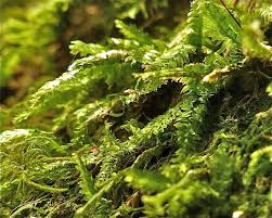 Attēlu rezultāti vaicājumam “Plagiothecium denticulatum”