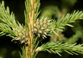 Attēlu rezultāti vaicājumam “Sacchiphantes abietis”