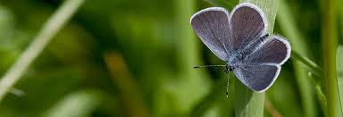 Attēlu rezultāti vaicājumam “Cupido minimus underside”