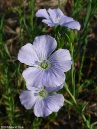 Image result for Linum usitatissimum