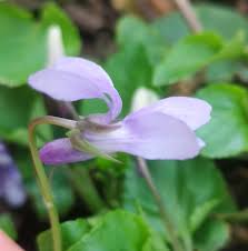 Attēlu rezultāti vaicājumam “Viola reichenbachiana leaf”