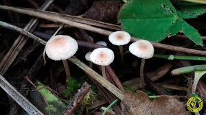 Attēlu rezultāti vaicājumam “Collybia cirrhata”