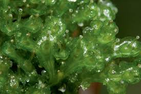 Attēlu rezultāti vaicājumam “Barbilophozia lycopodioides macro”