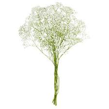 Attēlu rezultāti vaicājumam “Gypsophila fastigiata bud”