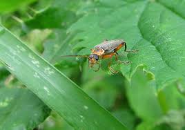 Attēlu rezultāti vaicājumam “Cantharis nigricans”