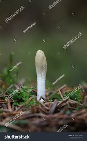 Attēlu rezultāti vaicājumam “Podostroma leucopus”