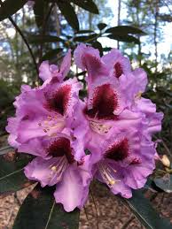 Attēlu rezultāti vaicājumam “Ericaceae”