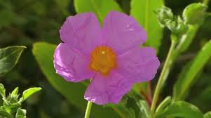 Attēlu rezultāti vaicājumam “Cistaceae”