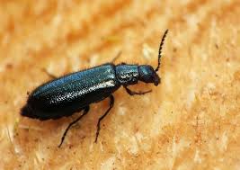 Attēlu rezultāti vaicājumam “Dasytes caeruleus imago”