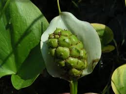 Attēlu rezultāti vaicājumam “Calla palustris flower”