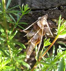 Attēlu rezultāti vaicājumam “Canephora hirsuta larva”
