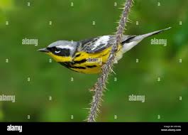 Image result for Dendroica magnolia