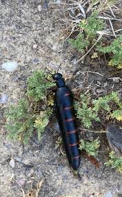 Attēlu rezultāti vaicājumam “Cytilus sericeus”