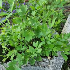 Image result for Liebstöckel