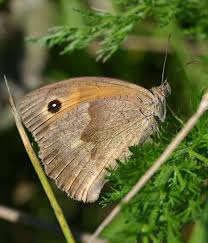 Attēlu rezultāti vaicājumam “Maniola jurtina”