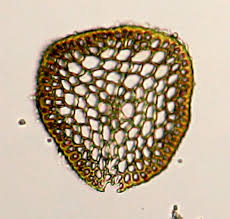Attēlu rezultāti vaicājumam “Tortula muralis sporophyte”