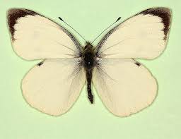 Attēlu rezultāti vaicājumam “Pieris brassicae male”