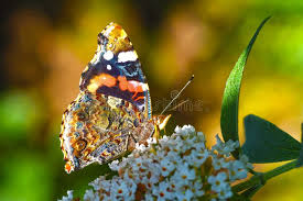 Attēlu rezultāti vaicājumam “Vanessa atalanta underside”