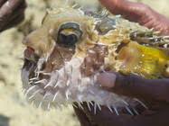 Image result for Diodon hystrix