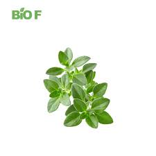 Attēlu rezultāti vaicājumam “Thymus vulgaris leaf”