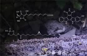 Attēlu rezultāti vaicājumam “Physarum globuliferum spores”