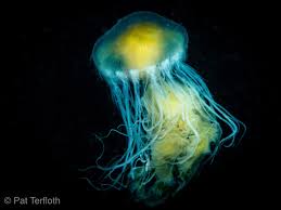 Image result for Phacellophora camtschatica