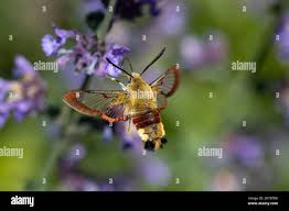 Attēlu rezultāti vaicājumam “Hemaris fuciformis”