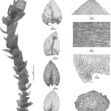 Attēlu rezultāti vaicājumam “Harpanthus flotovianus cells”