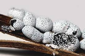 Attēlu rezultāti vaicājumam “Physarum bitectum”