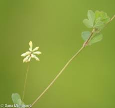 Attēlu rezultāti vaicājumam “Trifolium dubium bud”