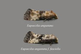 Attēlu rezultāti vaicājumam “Eupoecilia angustana”