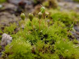 Attēlu rezultāti vaicājumam “Physcomitrium pyriforme”