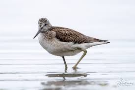 Attēlu rezultāti vaicājumam “Tringa nebularia adult”