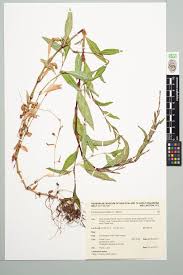 Attēlu rezultāti vaicājumam “Persicaria hydropiper”