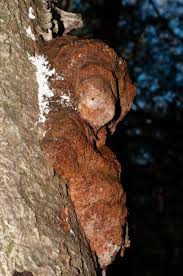 Attēlu rezultāti vaicājumam “Phellinus igniarius”