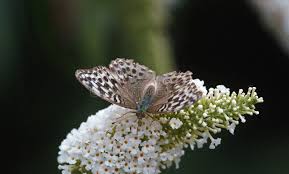 Attēlu rezultāti vaicājumam “Argynnis paphia female”