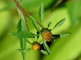 Attēlu rezultāti vaicājumam “Bidens frondosa fruit”