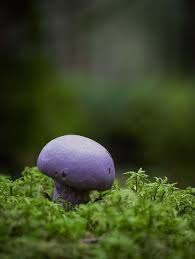 Attēlu rezultāti vaicājumam “Cortinarius traganus”