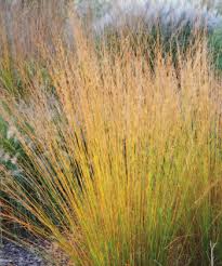 Attēlu rezultāti vaicājumam “Molinia caerulea leaf”