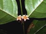 <b>Rhizophoraceae</b> Cassipourea