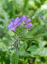 Attēlu rezultāti vaicājumam “Geranium pyrenaicum leaf”