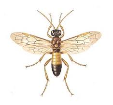 Attēlu rezultāti vaicājumam “Tenthredo campestris female”