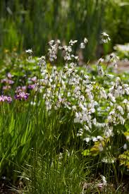 Attēlu rezultāti vaicājumam “Eriophorum latifolium fruit”