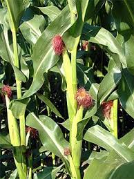 Attēlu rezultāti vaicājumam “Zea mays”